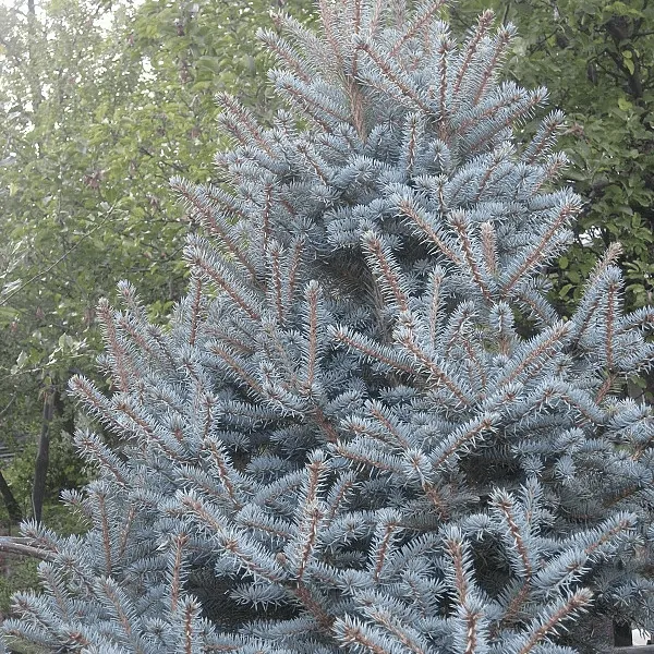 Ель колючая Блю Тринкет