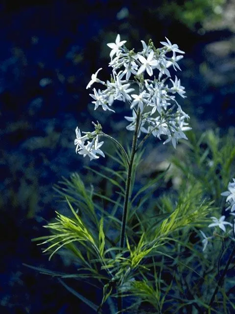 Амсония ciliata