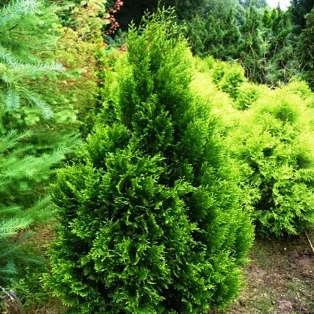 Туя западная Корник