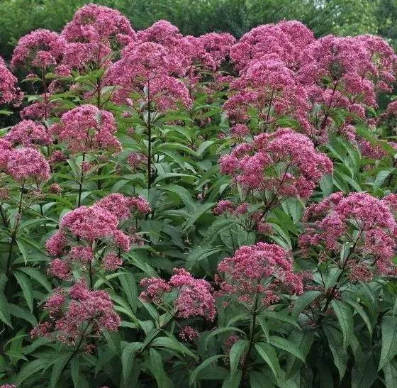 Посконник maculatum Red Dwarf