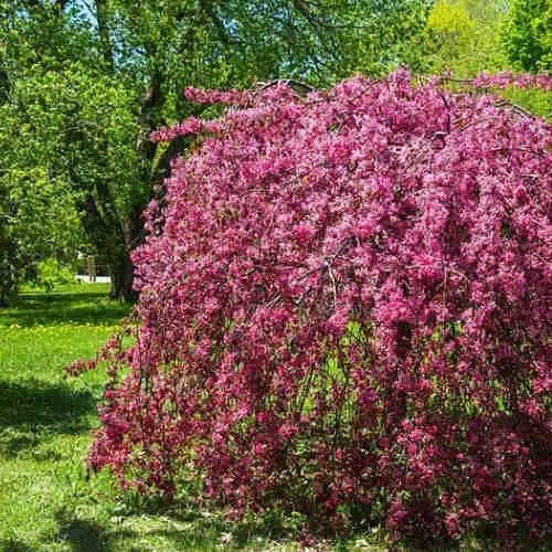 Яблоня Роял Бьюти на штамбе 150 см