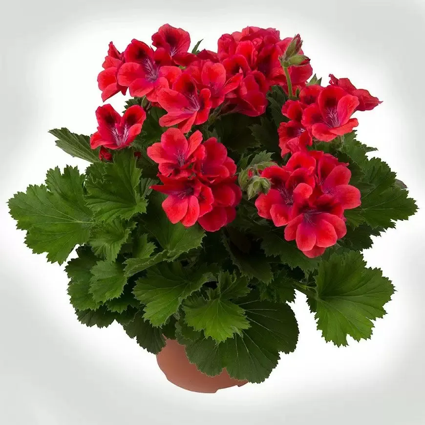 Пеларгония королевская Виен