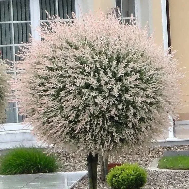 Ива Hakuro-nishiki на штамбе 100см С3