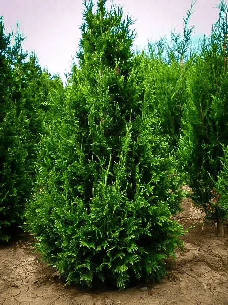 Туя Кан Кан складчатая