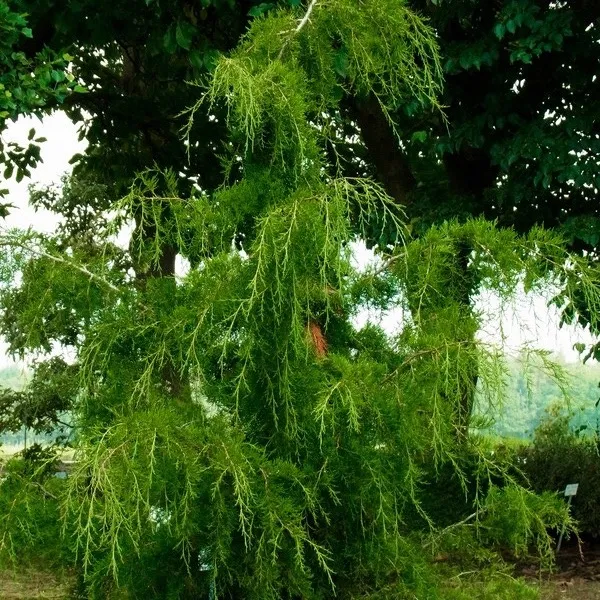 Можжевельник виргинский Пендула