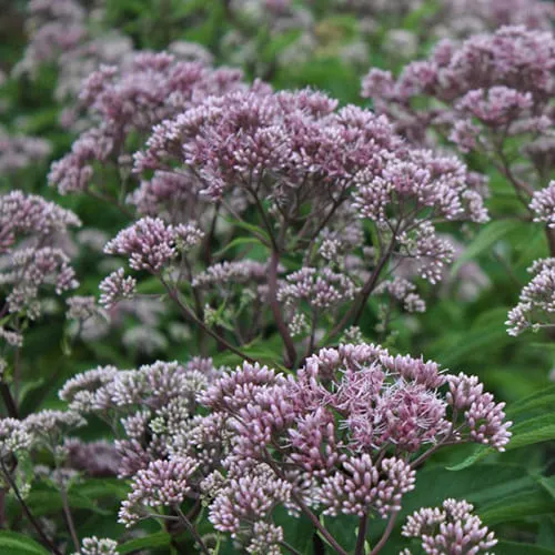 Посконник maculatum Phantom