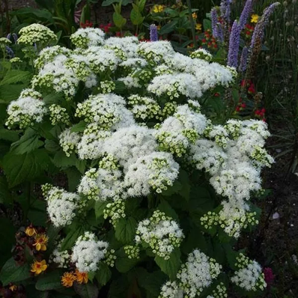 Посконник rugosum Snowball